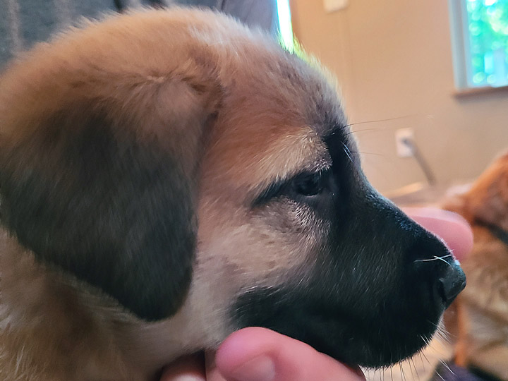 chinook puppy